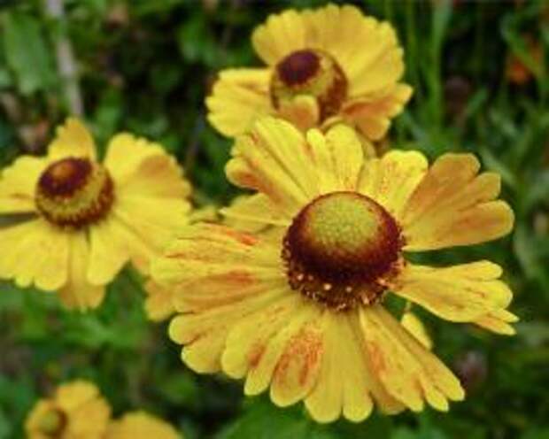 Гелениум (helenium jaunes)