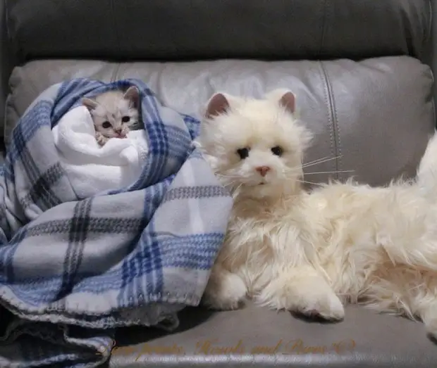 Котёнок, который не может ходить, нашёл самую лучшую маму в лице хаски и научился ездить