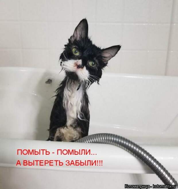 Лучшие котоматрицы недели