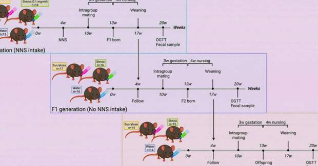 Подсластители изменили кишечную микробиоту и передались потомству у мышей