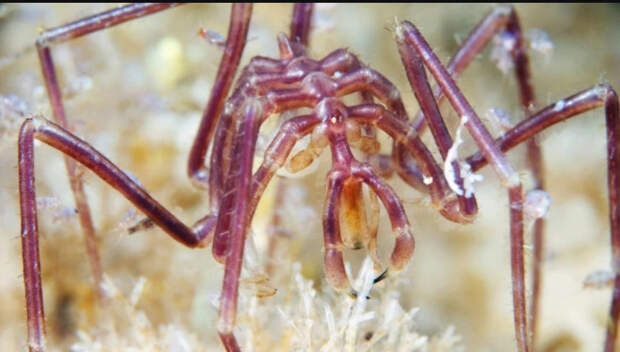 Два новых вида пауков впервые нашли в Крыму