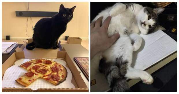 22 фото с котами и пиццей. Что может быть прекрасней?