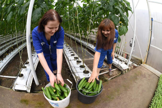 "Огуречная истерика": ФАС напряглась, депутат позвал на подоконник, а в Дубае всё дёшево