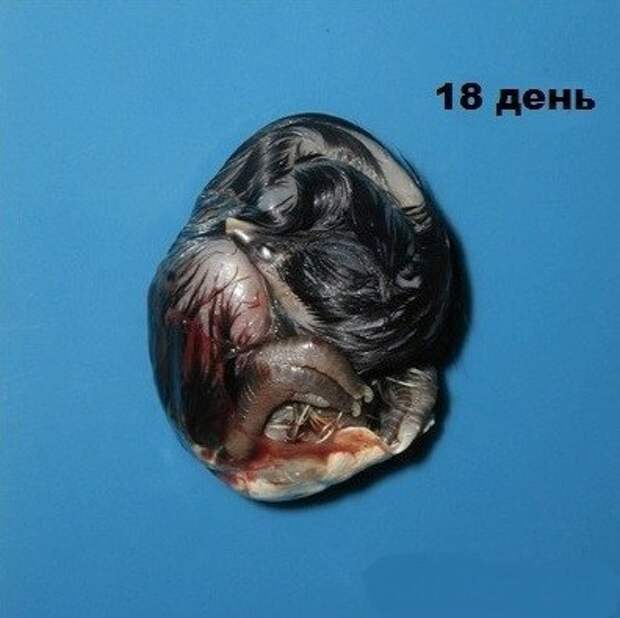 Не спешите выкидывать разбитое яйцо. Не спешите выкидывать разбитое яйцо.