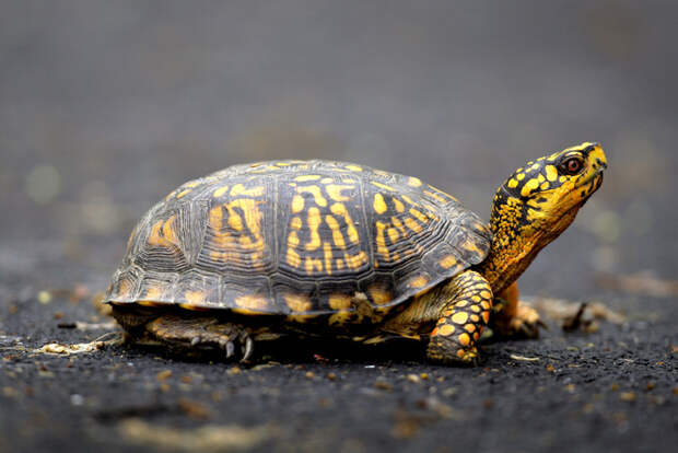 Turtle