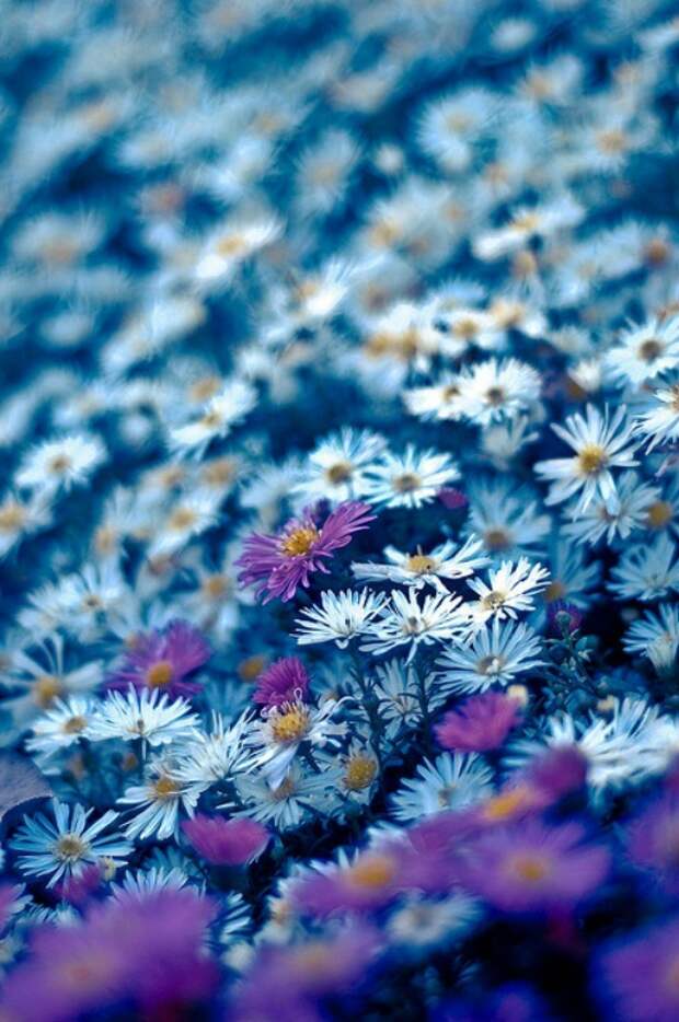 Цветник синий - цветник надежды-хризантема