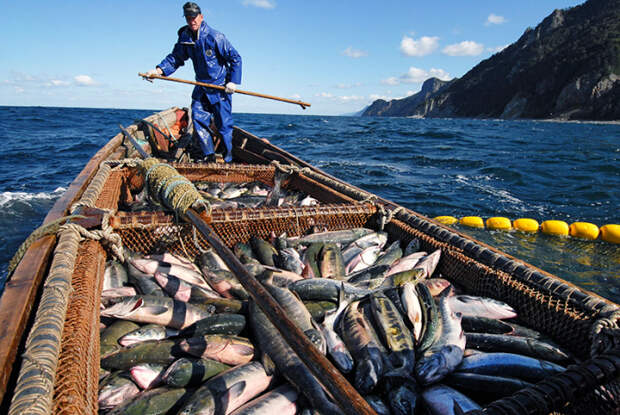 Богатейший рыбный промысел на Курилах. /Фото: storage.myseldon.com