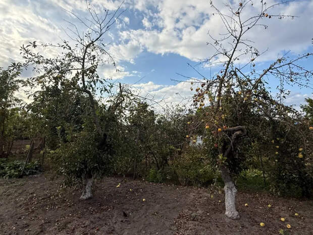 Избавьте сад от червей и гнили: календарь обработки деревьев на апрель-май 2026