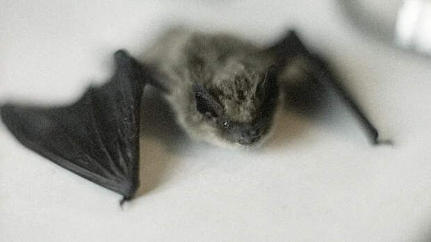 В Москве проснулись летучие мыши — одну поймали в квартире в Щукино