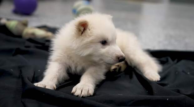 Возрождение лютоволков, эпоха ИИ и жизнь на экзопланетах: крупнейшие научные события 2025 года