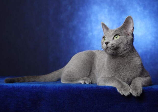 Русская голубая кошка — уникальная порода братьев наших меньших