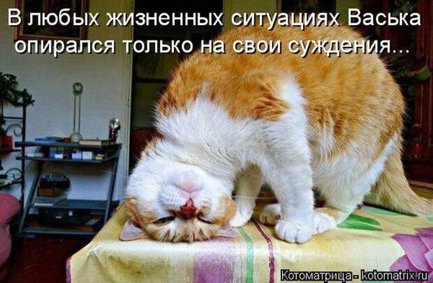 Лучшие котоматрицы недели
