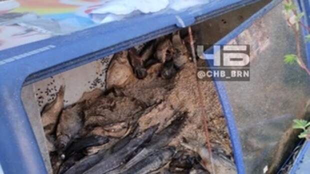 Жители Барнаула пожаловались на замусоренный сквер