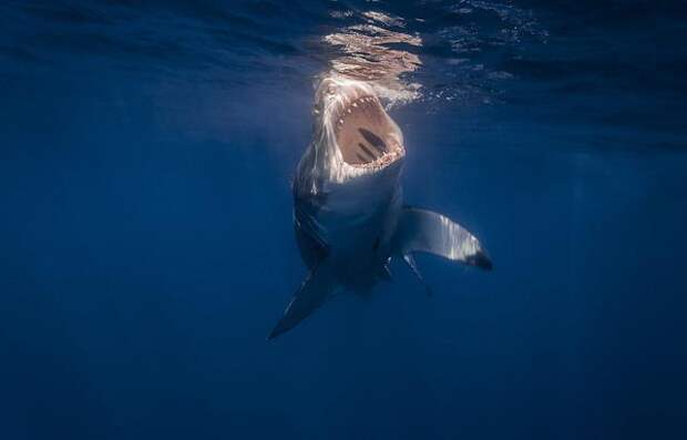 Акула тупорылая: описание и фото