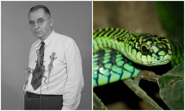 История ученого, который пожертвовал жизнью, чтобы описать симптомы укуса ядовитой змеи