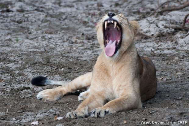 Львы (лат. Panthera leo) (англ. Lions)