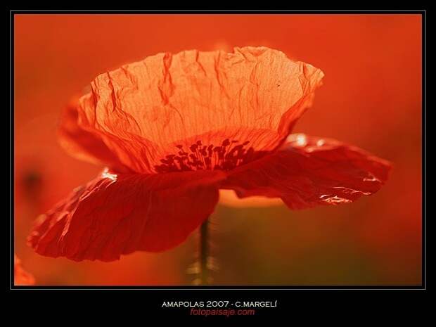 Amapolas / Poppies