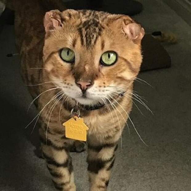 Зеленоглазый кот Кот стоит