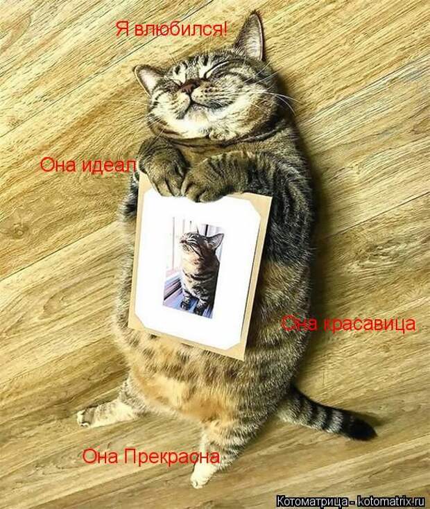 Лучшие котоматрицы недели (50 фото)