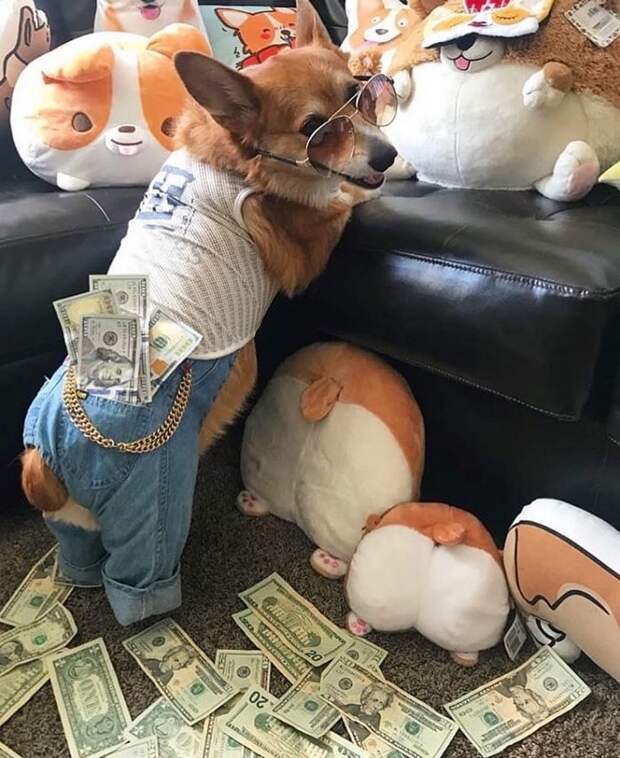 Rich Dogs Of Instagram: о жизни состоятельных собак