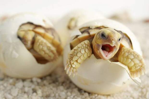 черепаха вылупляется из яйца