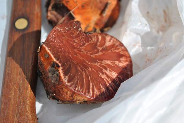 печеночница обыкновенная