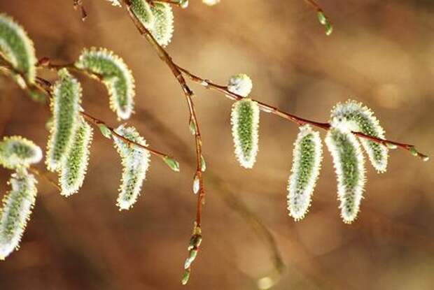 Как сохранить вербу пушистой: флорист рассказала, что делать с ветками после освящения, чтобы они не засохли до следующей Пасхи