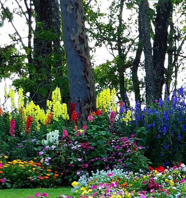 Астильба рабатка. Цветы в тени деревьев. Хоста низкорослая бордюрная. Хоста белоокаймленная миксбордер. Цветы которые растут в тени.