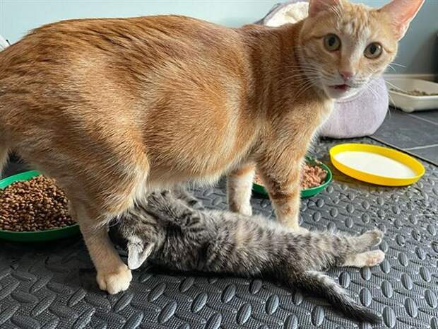 Родительские будни из животного мира на снимках