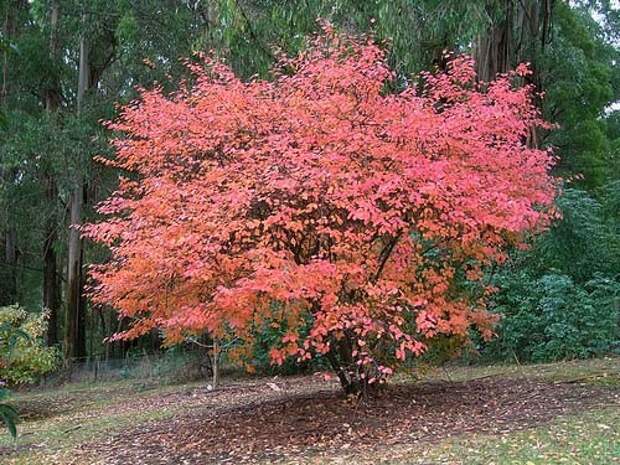 amelanchier-canadensis-08