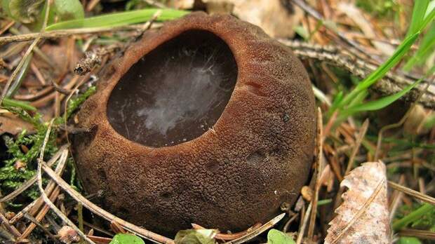 Редкий вид грибов обнаружили в Подмосковье