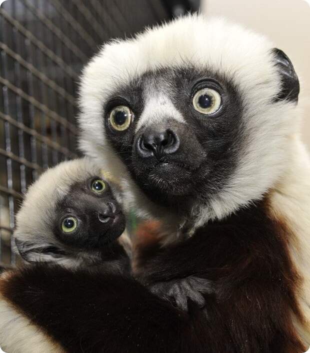Ореховые сифаки из Duke Lemur Center