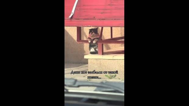 Video: TikVideo.App_7501622802563353862_hd.mp4
