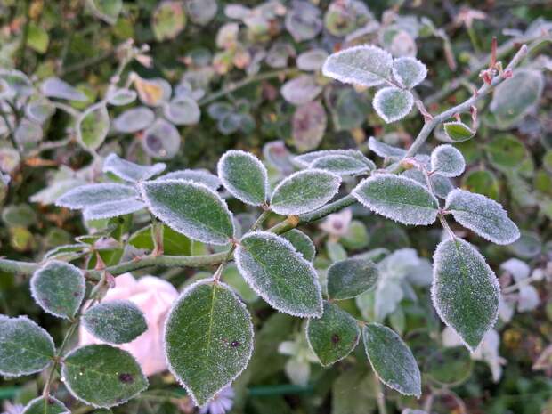 Россиян предупредили о заморозках