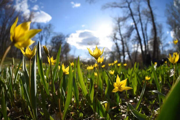 В Москве ожидается рекордное тепло 12 марта: Вот что сказал синоптик