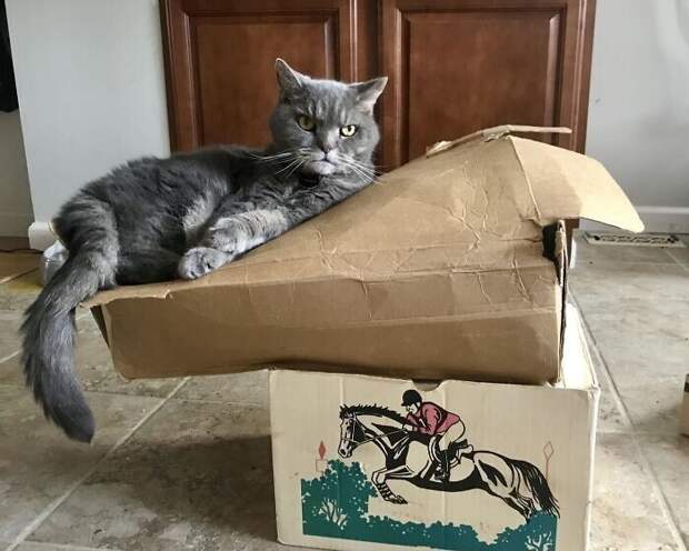 Котики - это не только жидкость, но и антигравитация Котики - это не только жидкость, но и антигравитация