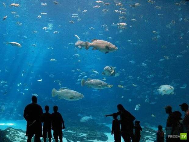Самый большой аквариум в мире (34 фото)