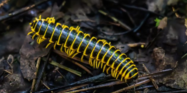 9 удивительных существ планеты Земля, обладающих суперспособностями
