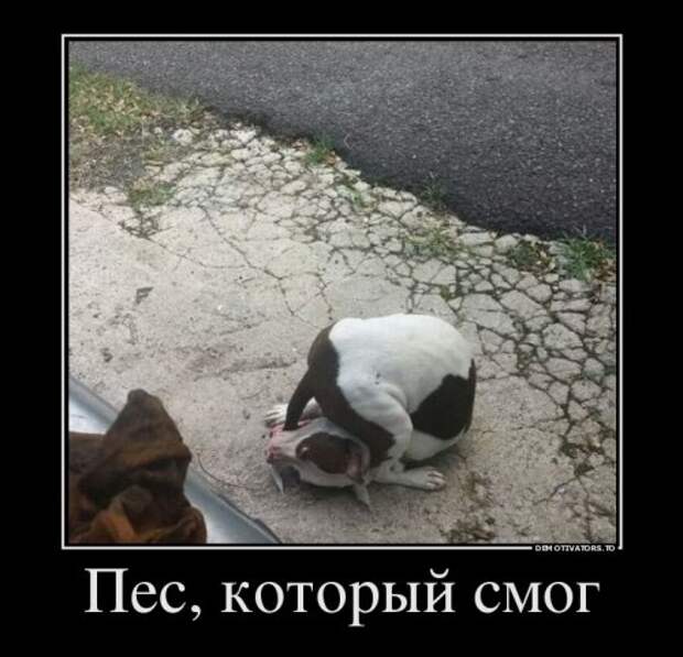 Новая порция демотиваторов (22 шт)