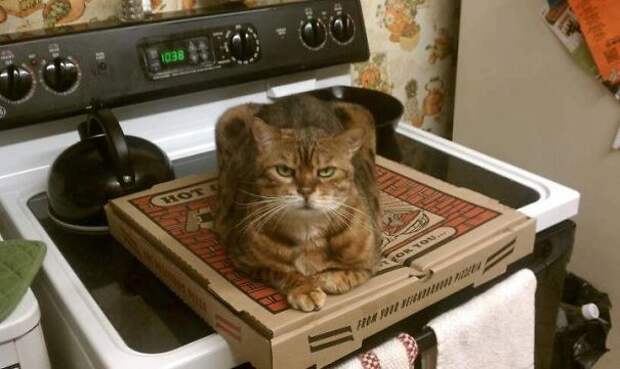 кошки, которые хотя убить своих владельцев, злые кошки