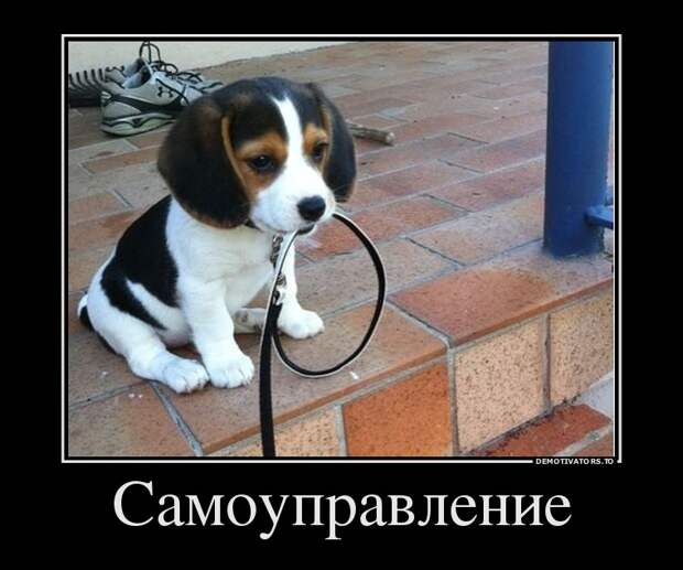 Демотиваторы бревно, демотиваторы, юмор