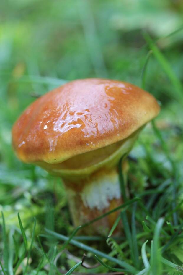http://bigpicture.ru/wp-content/uploads/2014/09/mushrooms05.jpg