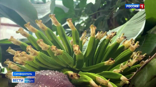 В крымских теплицах выращивают тропические фрукты