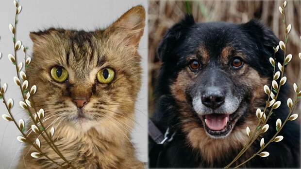 Пасхальный котопёс: возьмите из приюта сладкого пса Кагора или нежную кошку Пастилу