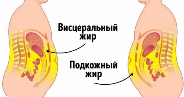 Осторожно, брюшной жир