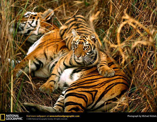 Большие кошки в объективе National Geographic
