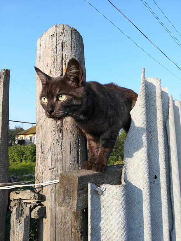 Был бы забор, а кот найдётся! город, домашние животные, забор, кот, кошка, село, улица, эстетика