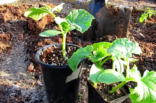 огурцы родничок пикировка. посадка семян огурцов в стаканчики на рассаду. огурцы на рассаду в подмосковье. высаживание рассады огурцов в теплицу. огурцы на рассаду в подмосковье.