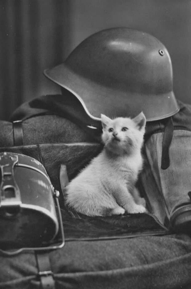 Солдаты с большим сердцем афганистан, великая отечественная, военные, вторая мировая, вьетнам, первая мировая, питомцы, собаки