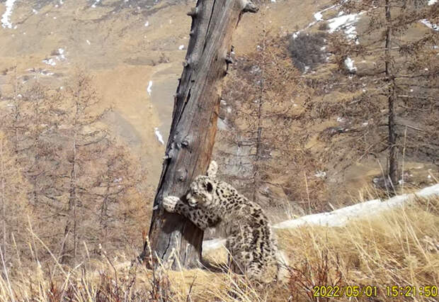 Снежный барс ловит муху, которая отвлекла его от важного дела — видео из алтайского заповедника